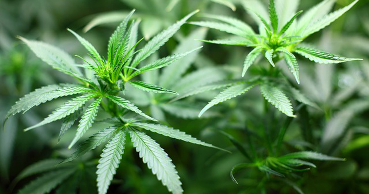 Marijuana plant